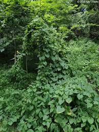 Attēlu rezultāti vaicājumam “Thladiantha dubia leaf”