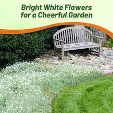 Attēlu rezultāti vaicājumam “Cerastium tomentosum”