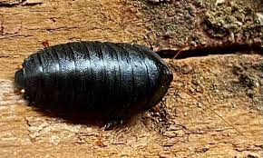 Attēlu rezultāti vaicājumam “Pseudocalliergon turgescens”