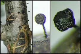 Attēlu rezultāti vaicājumam “Lamproderma pseudomaculatum”