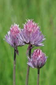 Image result for Allium schoenoprasum