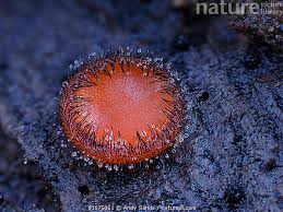 Attēlu rezultāti vaicājumam “Scutellinia scutellata”