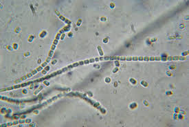 Attēlu rezultāti vaicājumam “Cordyceps ophioglossoides”