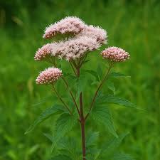 Attēlu rezultāti vaicājumam “Eupatorium cannabinum leaf”