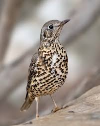 Attēlu rezultāti vaicājumam “Turdus viscivorus adult”