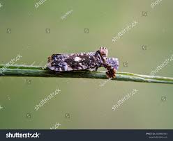 Attēlu rezultāti vaicājumam “Cixiidae”