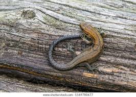 Attēlu rezultāti vaicājumam “Lacerta vivipara juvenile”