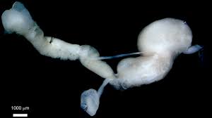 Attēlu rezultāti vaicājumam “Krynickillus melanocephalus”