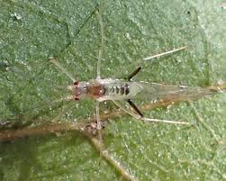 Attēlu rezultāti vaicājumam “Drepanosiphum platanoidis exuvia”