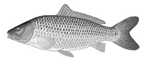 Image result for Cyprinus carpio