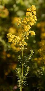 Attēlu rezultāti vaicājumam “Galium verum bud”