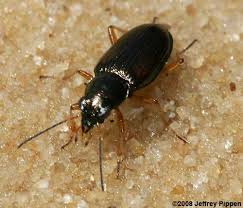 Attēlu rezultāti vaicājumam “Bembidion sp.”