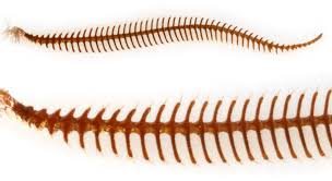 Attēlu rezultāti vaicājumam “Orthosia populeti”