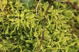 Attēlu rezultāti vaicājumam “Hypnum jutlandicum”