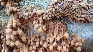 Attēlu rezultāti vaicājumam “Stemonitopsis typhina var. similis stalked”