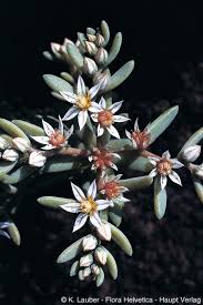 Attēlu rezultāti vaicājumam “Sedum hispanicum flower”