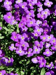 Attēlu rezultāti vaicājumam “Aubrieta deltoidea flower”