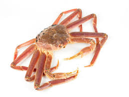 Image result for Chionoecetes opilio