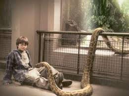 Photo of Harry Potter in the Reptile Room at the London Zoo