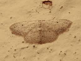 Attēlu rezultāti vaicājumam “Idaea seriata”