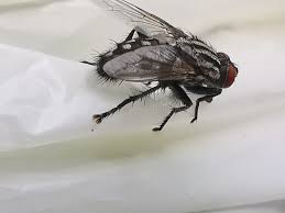 Attēlu rezultāti vaicājumam “Brachycera”