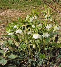 Image result for Nieswurz