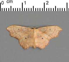 Attēlu rezultāti vaicājumam “Idaea emarginata”
