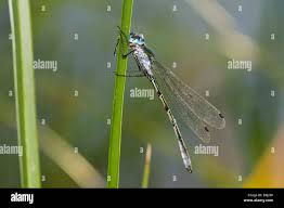 Attēlu rezultāti vaicājumam “Lestes dryas male”