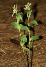 Attēlu rezultāti vaicājumam “Epipactis helleborine leaf”