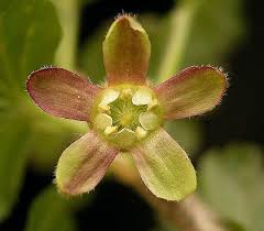 Attēlu rezultāti vaicājumam “Ribes uva-crispa flower”