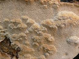 Attēlu rezultāti vaicājumam “Oxyporus corticola”