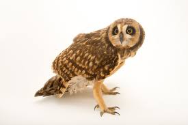 Attēlu rezultāti vaicājumam “Asio flammeus”