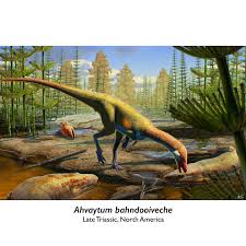 Attēlu rezultāti vaicājumam “Didymium serpula young”