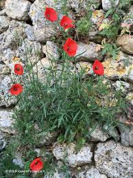 Image result for Papaver rhoeas