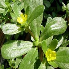 Attēlu rezultāti vaicājumam “Portulaca oleracea”