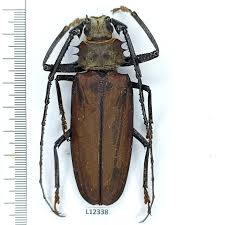 Attēlu rezultāti vaicājumam “Cerambycidae”