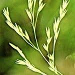 Attēlu rezultāti vaicājumam “Festuca altissima leaf”