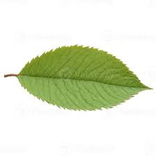 Attēlu rezultāti vaicājumam “Juglans regia leaf”