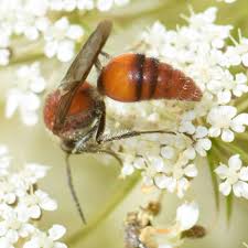 Attēlu rezultāti vaicājumam “Anthrenus sp. imago”