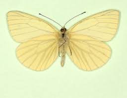 Attēlu rezultāti vaicājumam “Pieris napi underside”