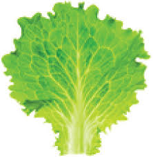 Attēlu rezultāti vaicājumam “Lactuca sativa”