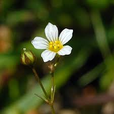 Attēlu rezultāti vaicājumam “Linum catharticum flower”