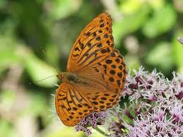 Attēlu rezultāti vaicājumam “Argynnis paphia”