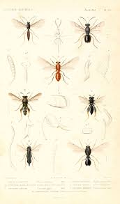 Attēlu rezultāti vaicājumam “Neuroterus quercusbaccarum”