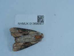 Attēlu rezultāti vaicājumam “Apamea ophiogramma”