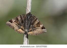 Attēlu rezultāti vaicājumam “Euclidia glyphica”