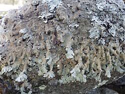 Attēlu rezultāti vaicājumam “Parmelia submontana”