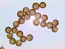 Attēlu rezultāti vaicājumam “Stemonitopsis amoena”