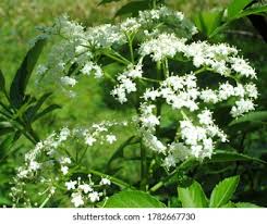 Attēlu rezultāti vaicājumam “Pimpinella saxifraga flower”
