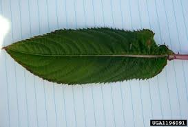 Attēlu rezultāti vaicājumam “Impatiens glandulifera leaf”